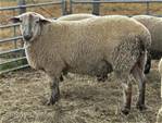 Sheep Trax Nolan 490N